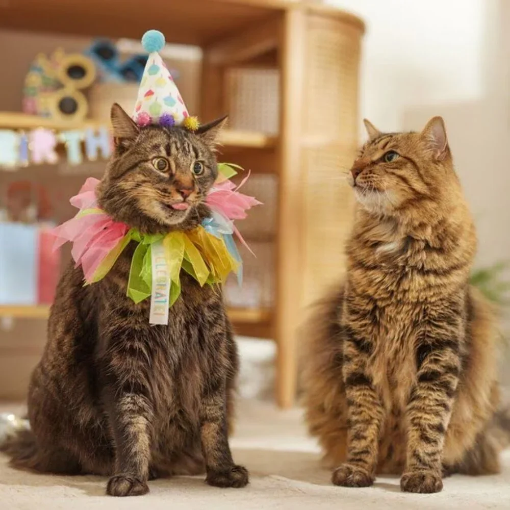 Frisco Cupcake Party Hat & Ruffle Collar Cat Birthday Accessory, One Size